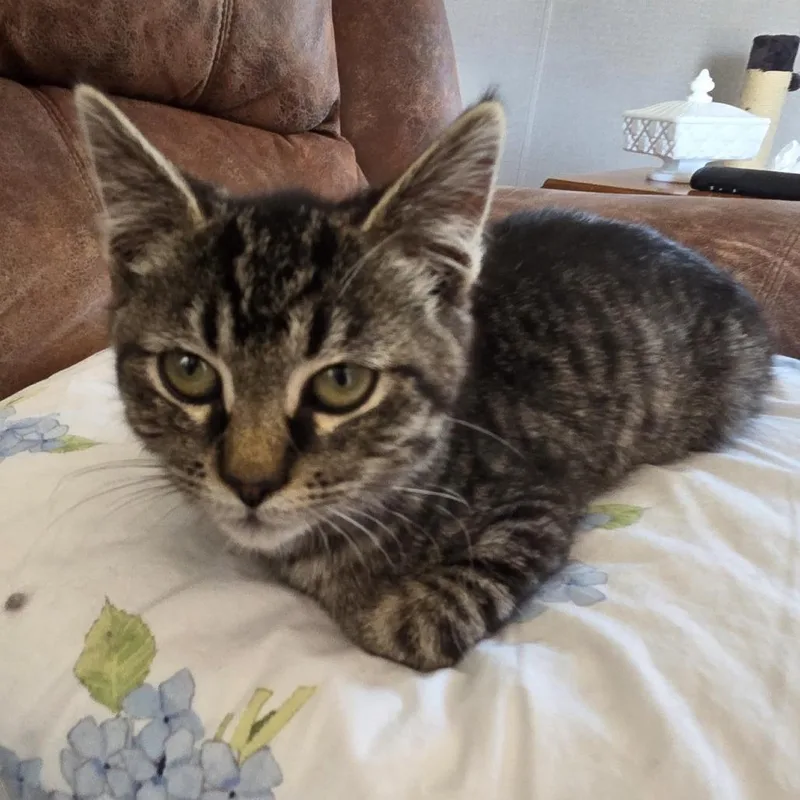 A baby small-sized female Gray / Blue / Silver Domestic Short Hair cat named Jadeat Petsmart East for adoption in Madison, WI