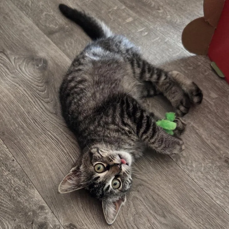 Jadeat Petsmart East thumbnail 2