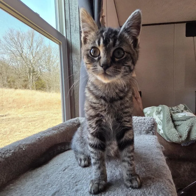 Jadeat Petsmart East thumbnail 3