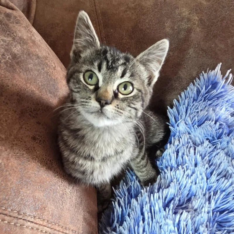 Jadeat Petsmart East thumbnail 4