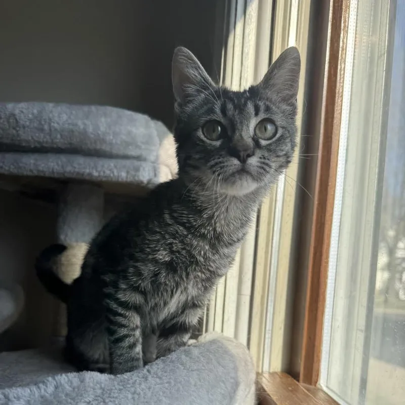 Jadeat Petsmart East thumbnail 5