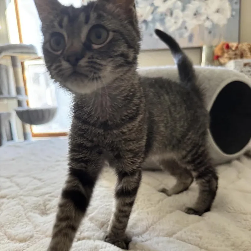 Jadeat Petsmart East thumbnail 6