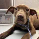 A young medium-sized female Brown / Chocolate Terrier dog named Reece for adoption in Tampa, FL