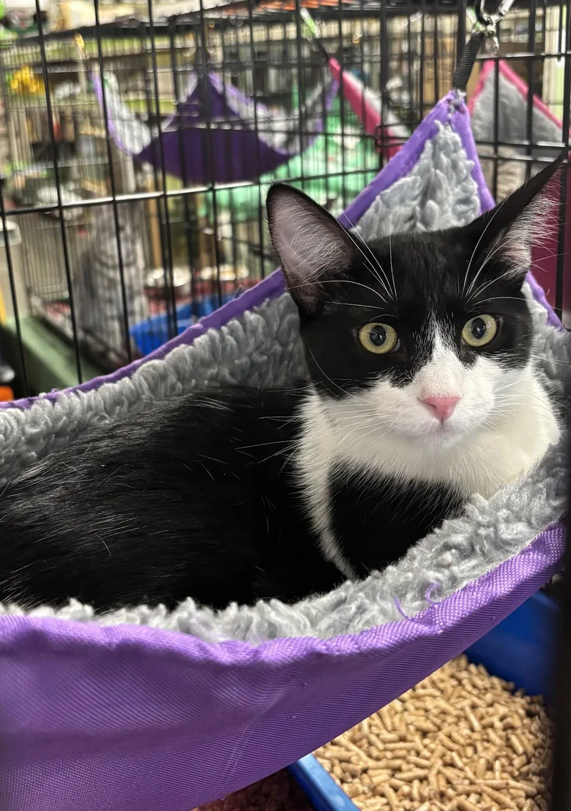 A young medium-sized female Black & White / Tuxedo Domestic Medium Hair cat named Rime for adoption in Morgan Hill, CA