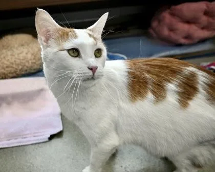 Snoop Dogg thumbnail 3