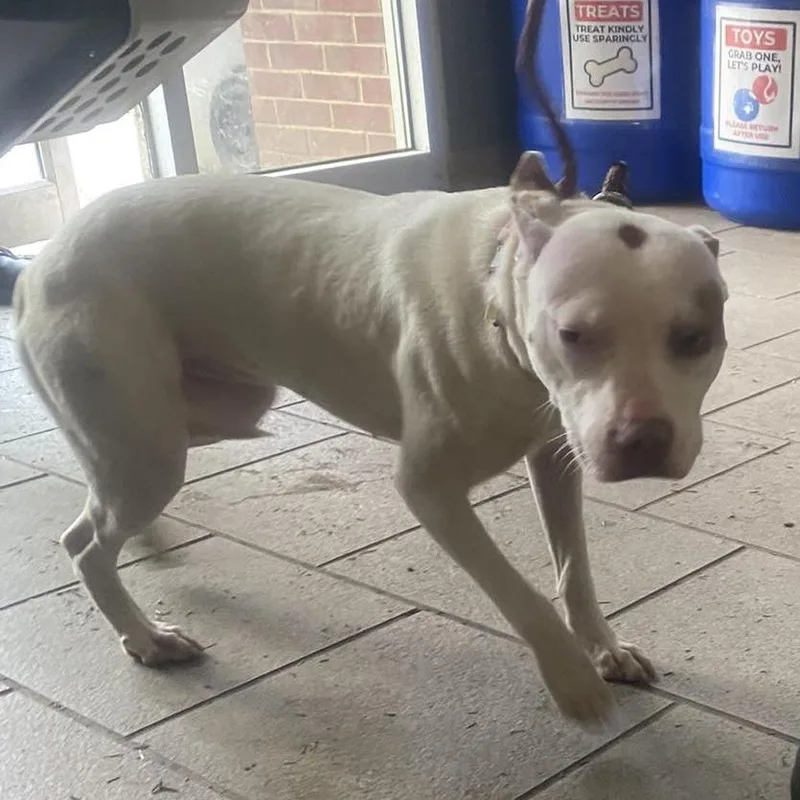 An adult small-sized female White / Cream Mixed Breed dog named Dory Stray Hold for adoption in Huntington, WV