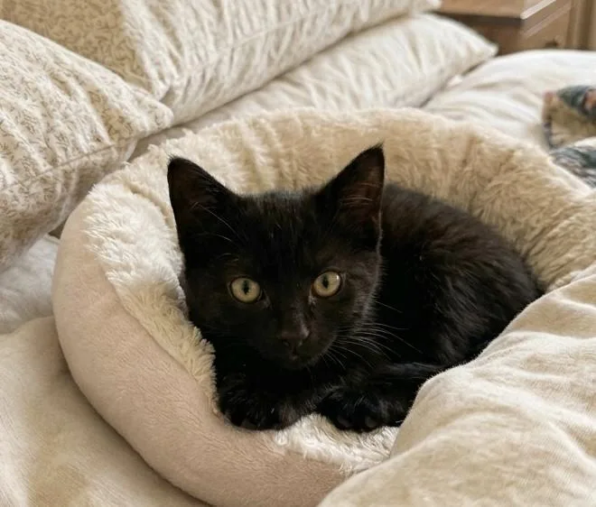 A baby small-sized female Black Domestic Short Hair cat named Velvet for adoption in Johnson City, TN