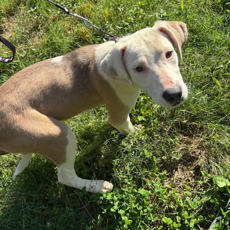 A baby medium-sized female White / Cream Hound dog named Isla for adoption in Parrish, AL