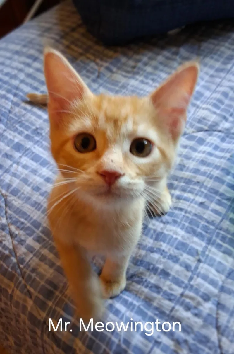 Mr Meowington