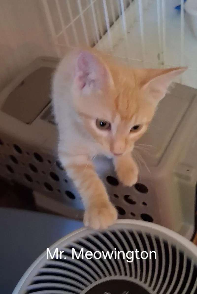 Mr Meowington thumbnail 2
