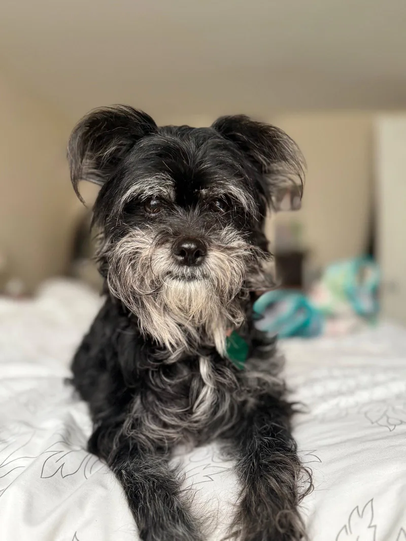 An adult small-sized female Shih Tzu dog named Dior for adoption in Oxford, MI