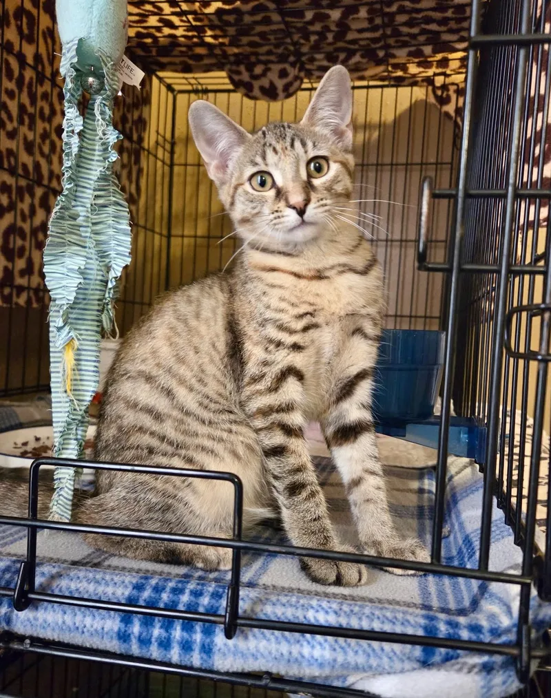 A baby medium-sized female Tabby (Brown / Chocolate) Domestic Short Hair cat named Ellie for adoption in East Amherst, NY