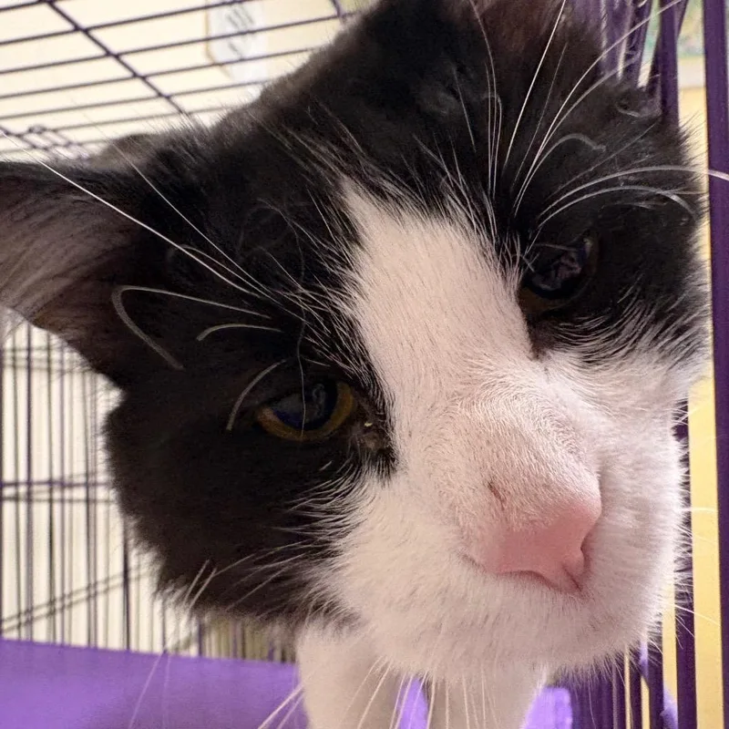 An adult medium-sized male Domestic Medium Hair cat named Eightball for adoption in Fall River, MA