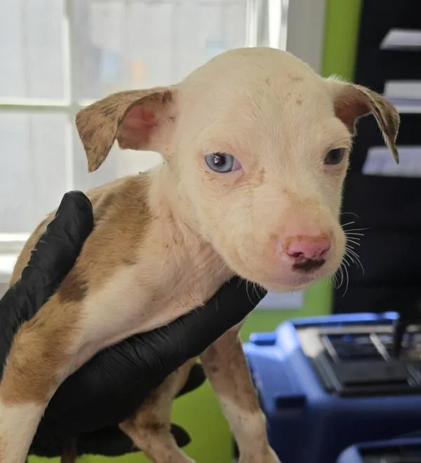 A baby medium-sized female Pit Bull Terrier dog named Megsie for adoption in Cleveland, TN