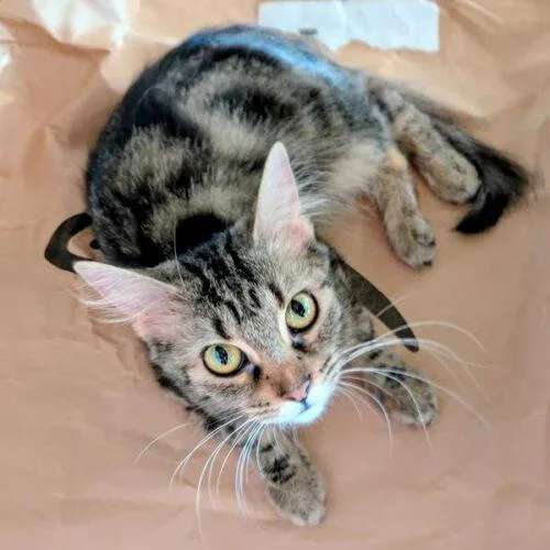 A young medium-sized female Domestic Medium Hair cat named Nala J for adoption in Tampa, FL