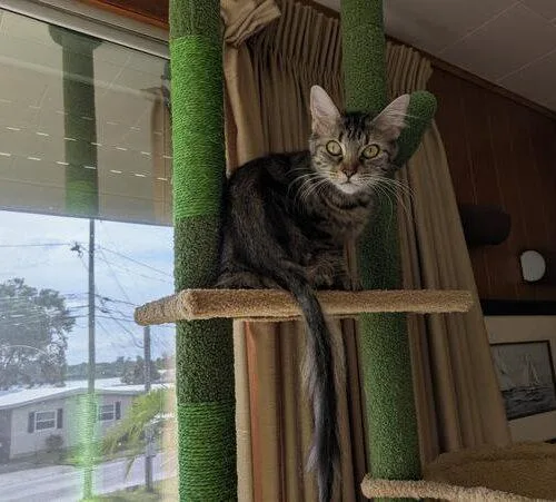 Nala J thumbnail 2