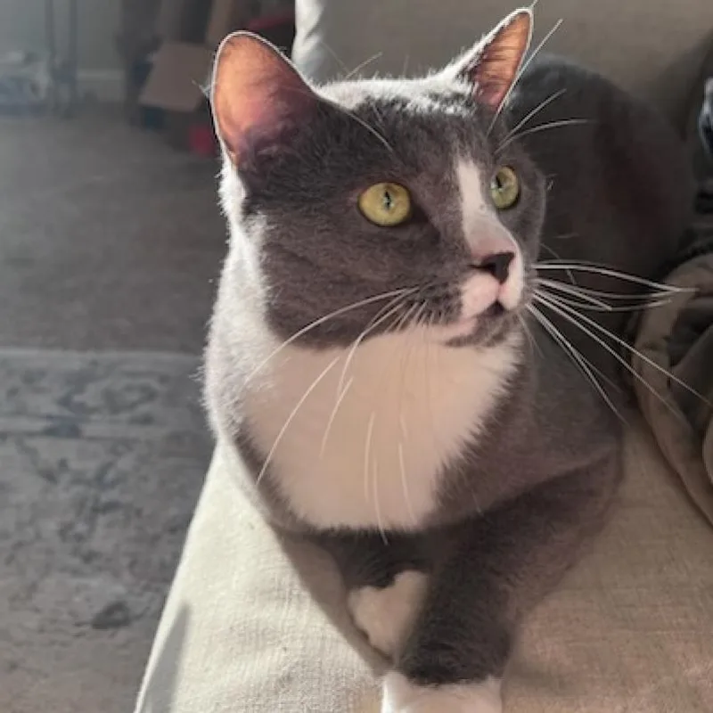 Blade Runner thumbnail 2