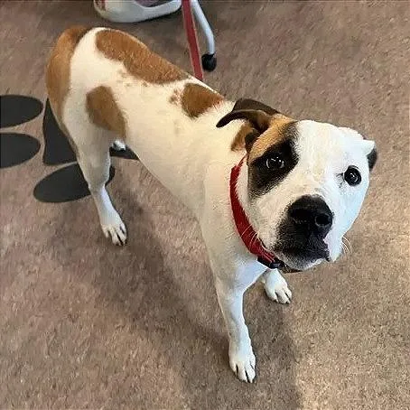 A young medium-sized male White / Cream Terrier dog named Brando for adoption in Saint Louis, MO