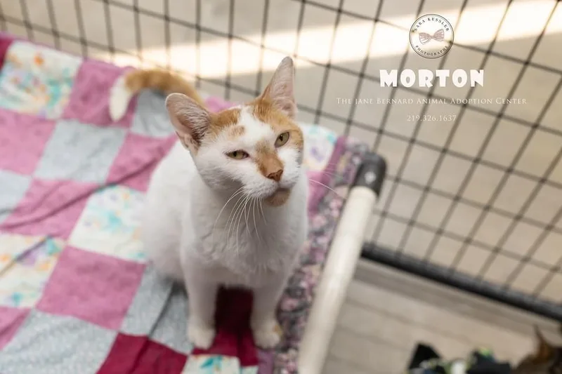 An adult medium-sized male Domestic Short Hair cat named Morton for adoption in La Porte, IN