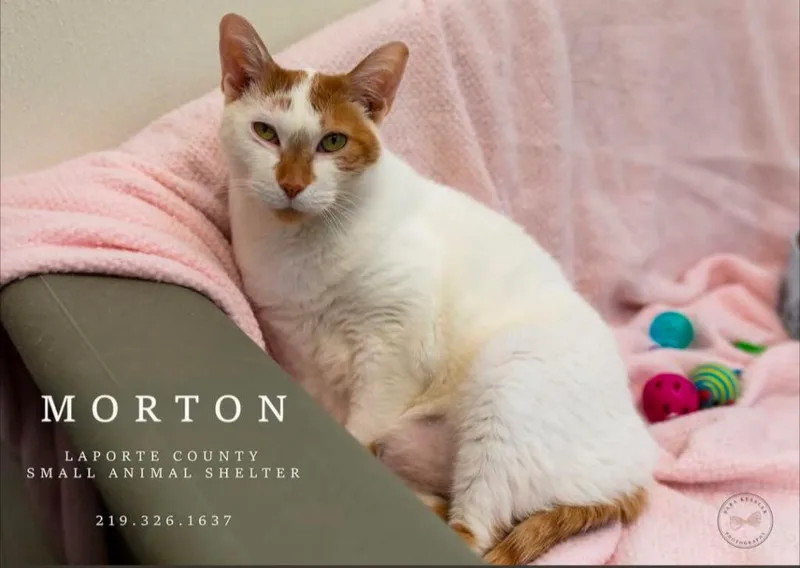 Morton thumbnail 4