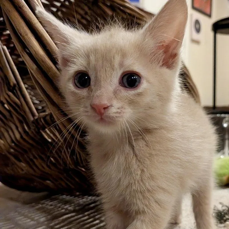 Boo Radley thumbnail 5