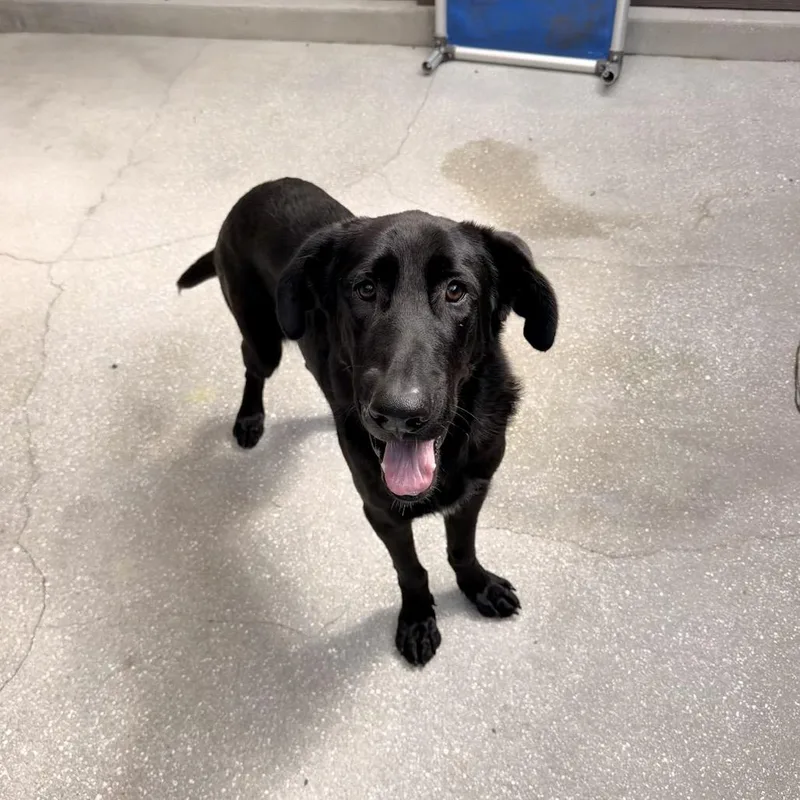 An adult medium-sized male Black Great Dane dog named Duque for adoption in LOXAHATCHEE, FL