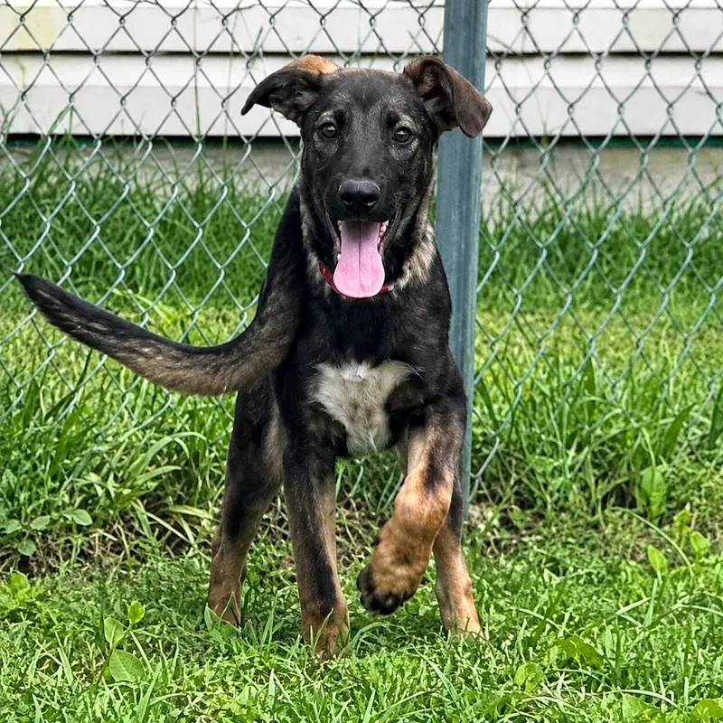 A baby medium-sized female German Shepherd Dog dog named Indigo for adoption in Hillsborough, NJ
