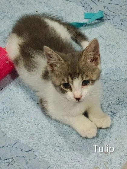 A baby small-sized female Domestic Long Hair cat named Tulip for adoption in Clarks Summit, PA