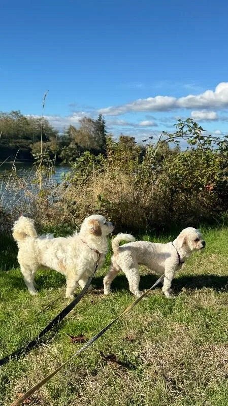 A young small-sized male Bichon Frise dog named Biscuit for adoption in Seattle, WA