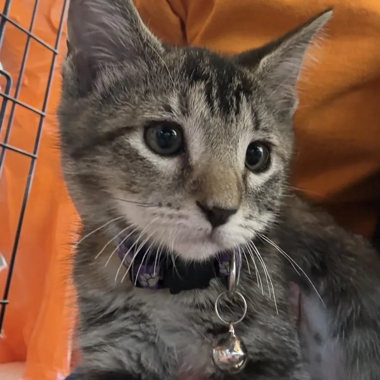 Nova