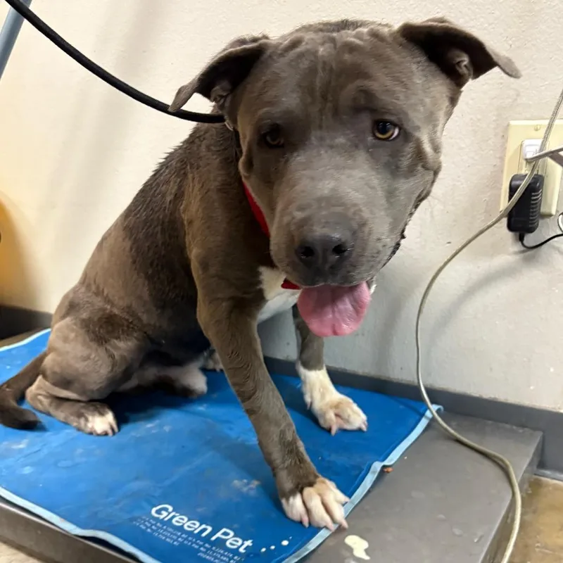 An adult large-sized male Gray / Blue / Silver Pit Bull Terrier dog named Clumsy for adoption in Yuma, AZ