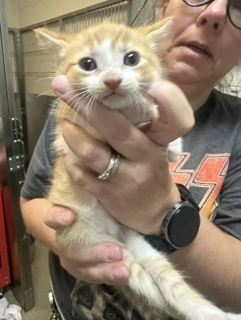 A baby small-sized female Domestic Short Hair cat named Piri Piri for adoption in Rome, GA