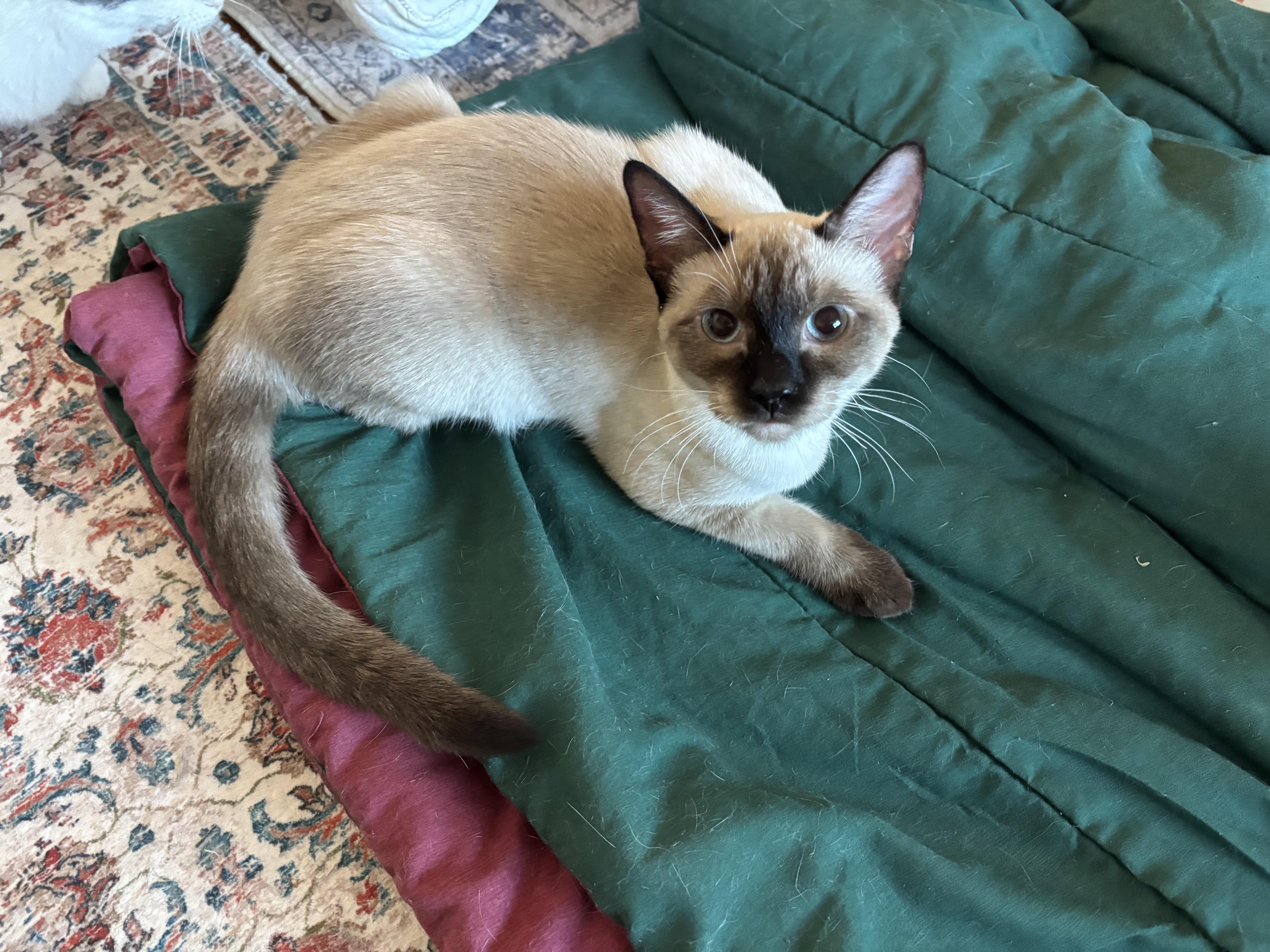 A young medium-sized male Flame Point Domestic Short Hair cat named Tallin for adoption in Sierra Vista, AZ