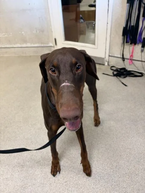 A young large-sized male Doberman Pinscher dog named A for adoption in Riverside, CA
