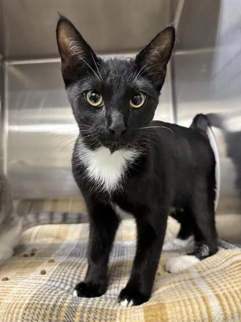A baby small-sized male Domestic Short Hair cat named Sphinx for adoption in Fremont, CA