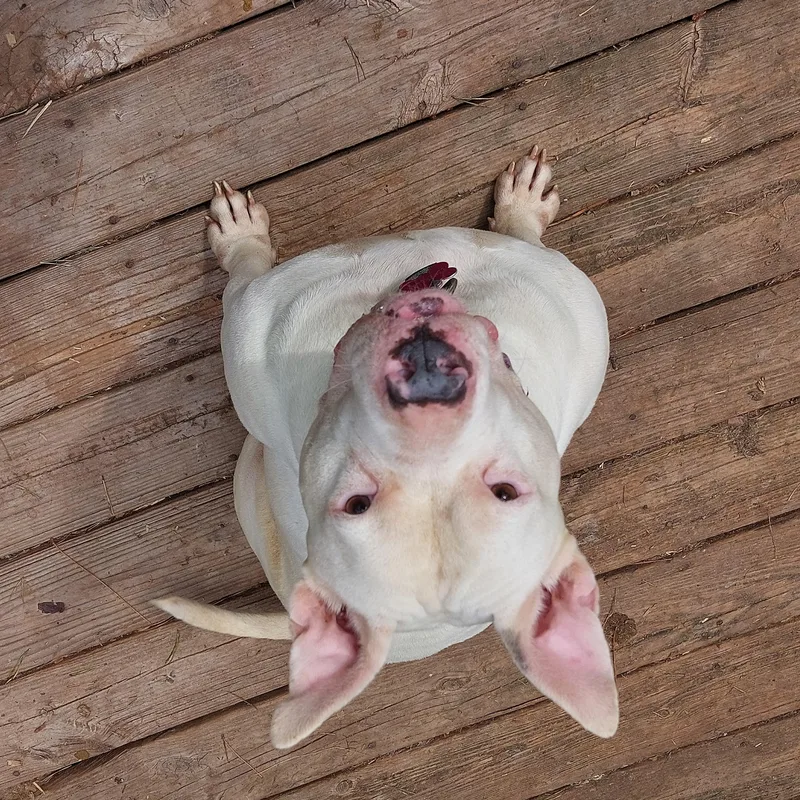 Ezmerelda thumbnail 2