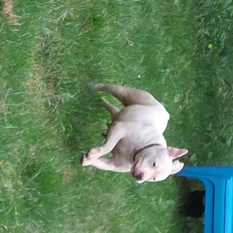 Ezmerelda thumbnail 3