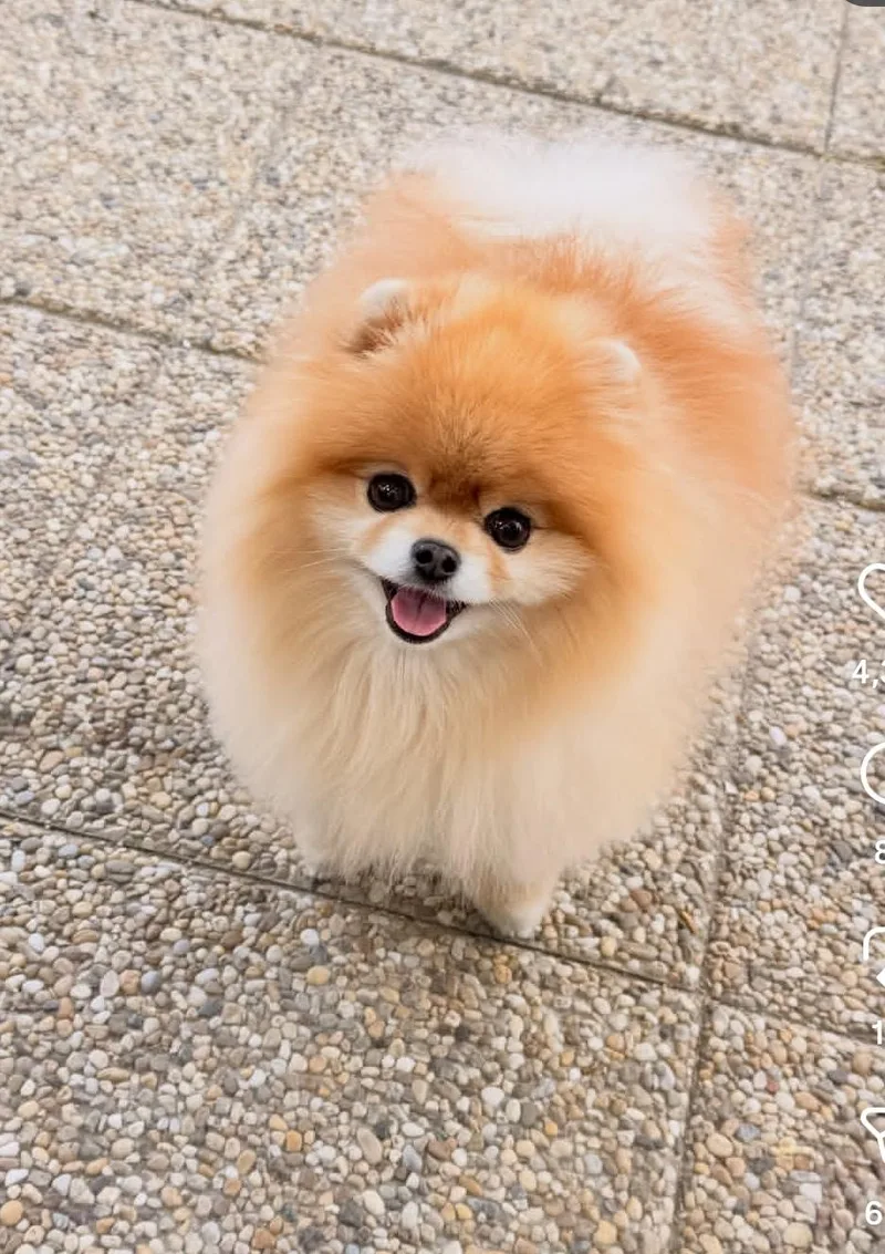 A young small-sized female Pomeranian dog named Beeper for adoption in Woodsfield, OH