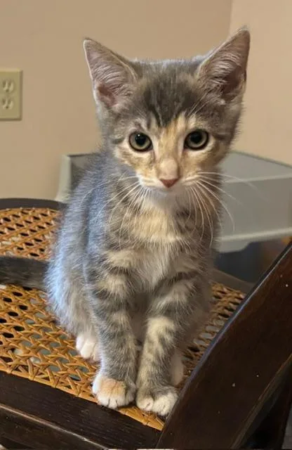 A baby small-sized female Domestic Medium Hair cat named Dolly for adoption in Breinigsville, PA