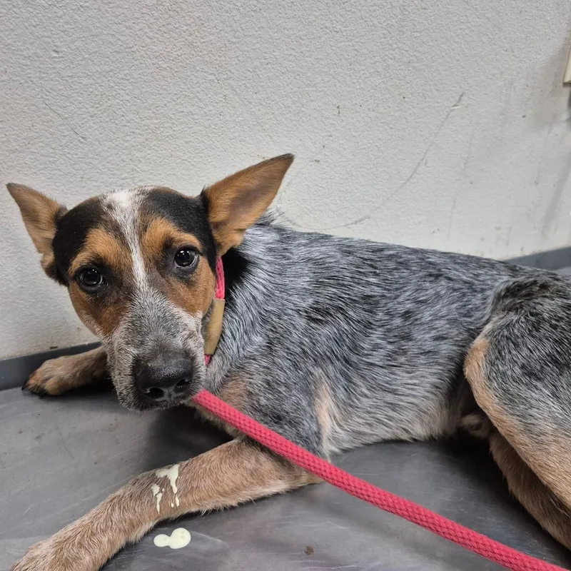 An adult medium-sized male Red / Chestnut / Orange Cattle Dog dog named Cargo for adoption in Yuma, AZ