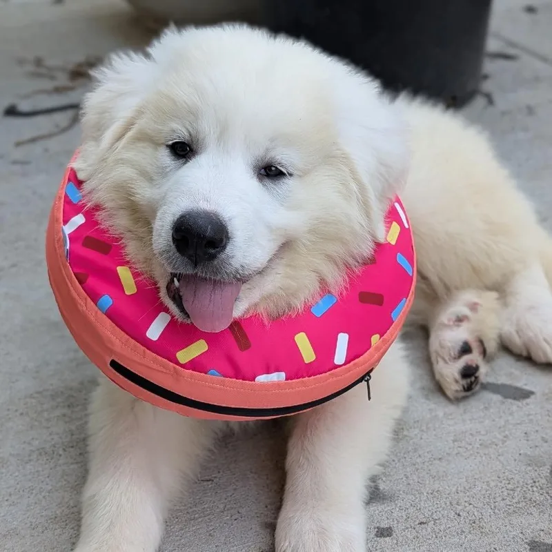 A baby large-sized female White / Cream Great Pyrenees dog named Maui for adoption in St. Clair, MO