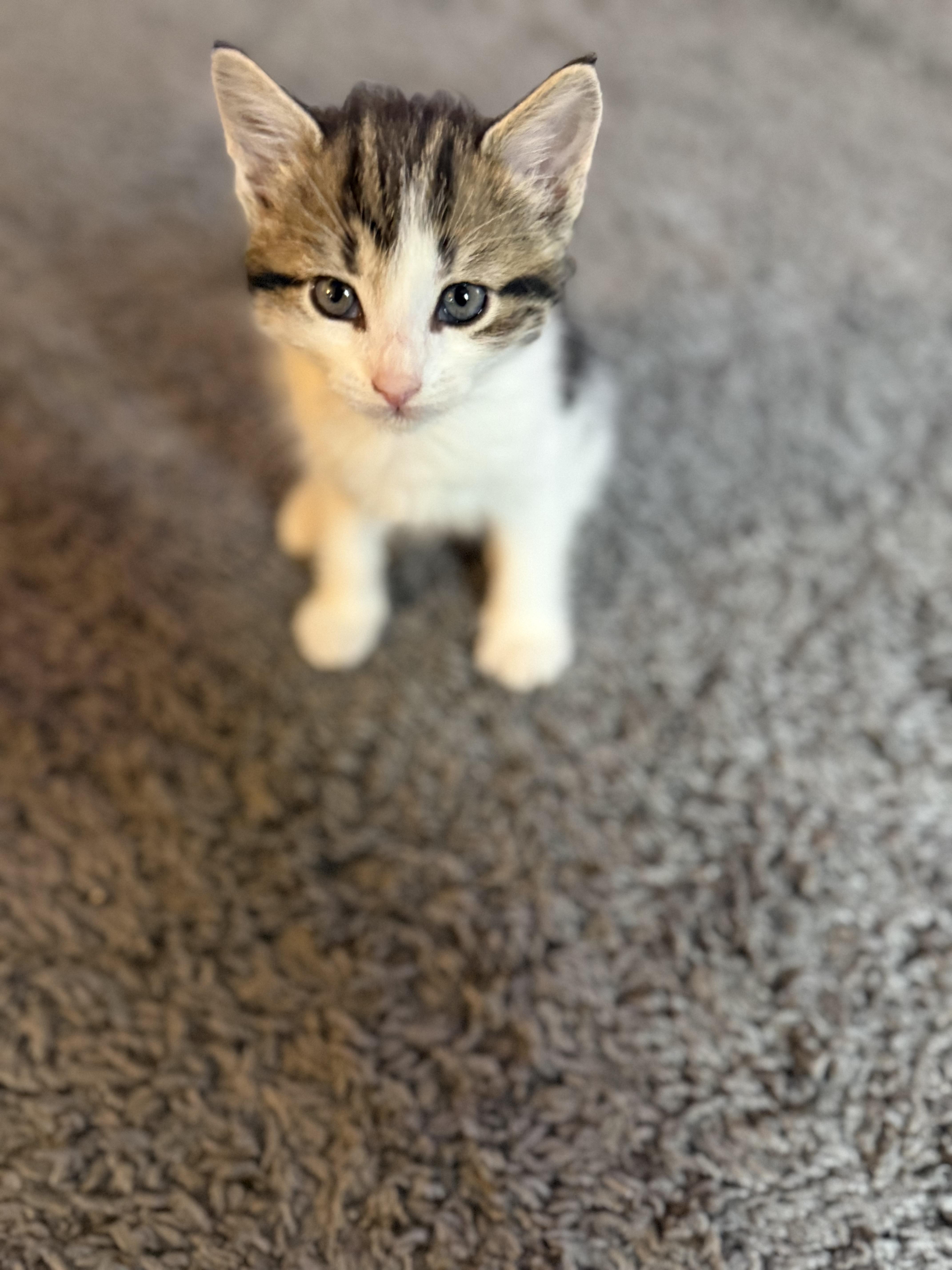 A baby small-sized male Buff & White Domestic Medium Hair cat named Pluto for adoption in OLEAN, NY