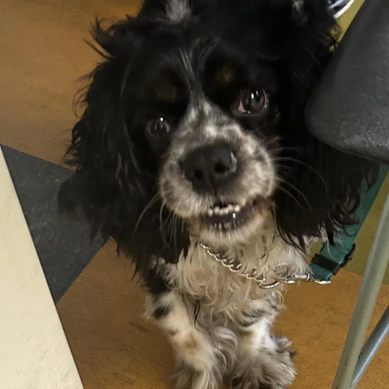 An adult small-sized male Black Mixed Breed dog named Hertz for adoption in Philadelphia, PA