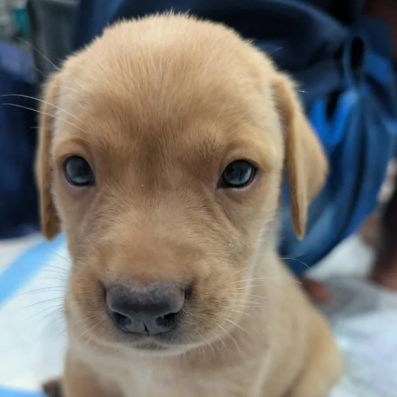 A baby small-sized male Golden Mixed Breed dog named Tuffnut for adoption in Mebane, NC