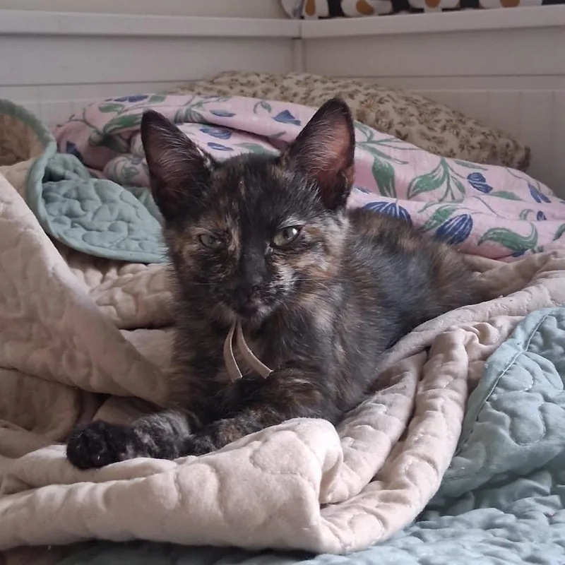 A baby small-sized female Tortoiseshell Domestic Short Hair cat named Selene for adoption in Hamburg, NY