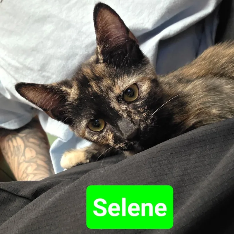 Selene thumbnail 2