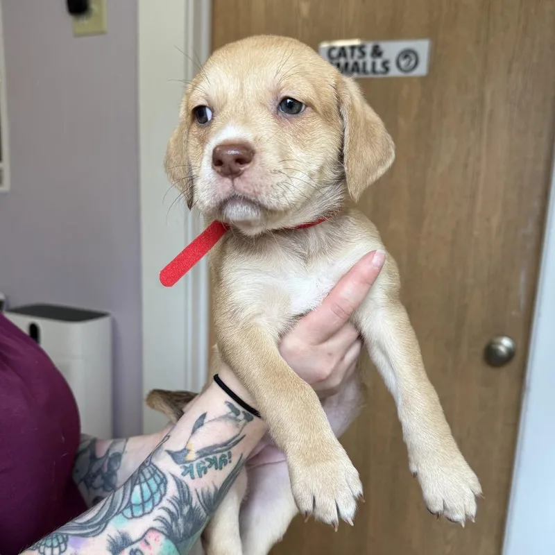 A baby medium-sized female Brown / Chocolate Cattle Dog dog named Cindy for adoption in Madison, WI