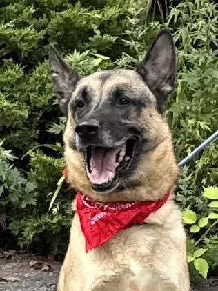 An adult large-sized male German Shepherd Dog dog named Aetrex for adoption in Old Westbury, NY