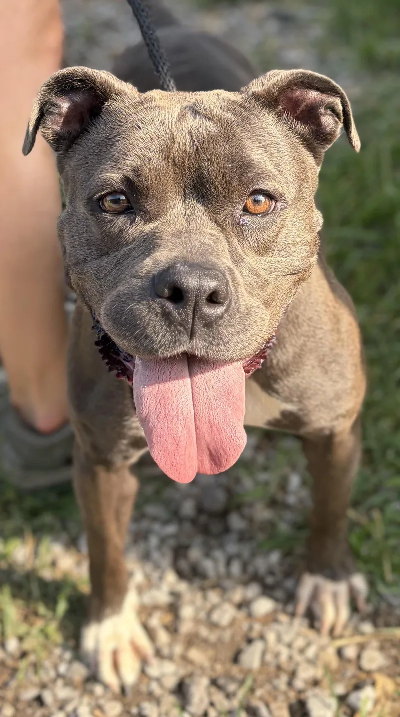 A young medium-sized female Gray / Blue / Silver Pit Bull Terrier dog named Ember for adoption in McKeesport, PA