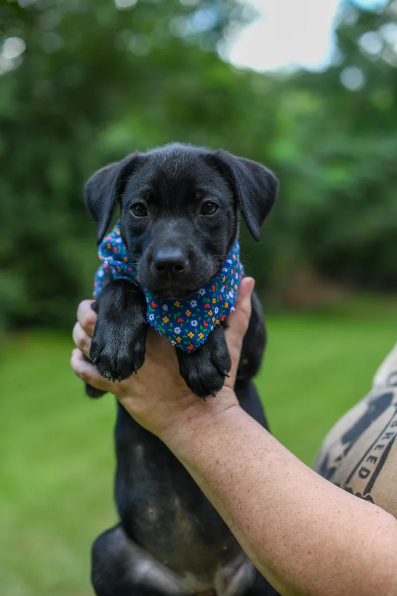 A baby medium-sized female Black Mixed Breed dog named Cady for adoption in BONIFAY, FL